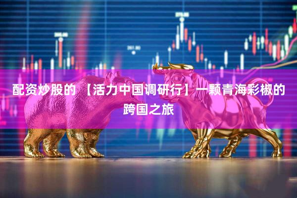配资炒股的 【活力中国调研行】一颗青海彩椒的跨国之旅